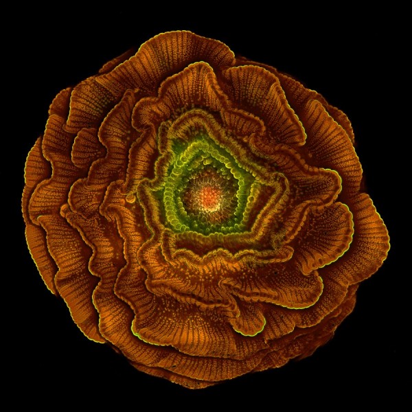sahar-khodaverdi-got-this-image-of-the-seed-of-the-flowering-plant-delphinium