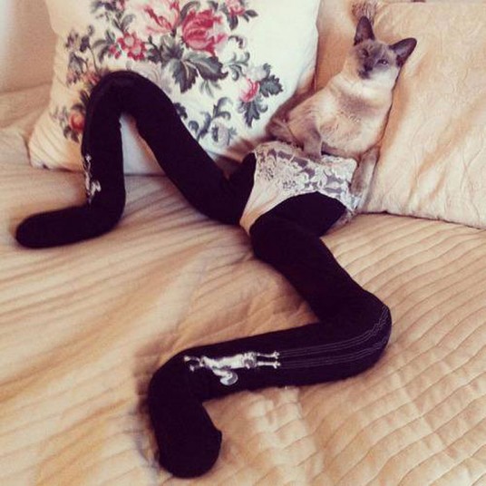 Cats_in_tights__2725490k
